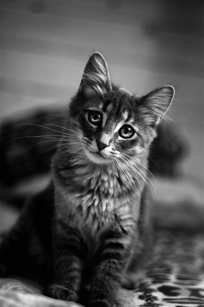 Фотография автора Екатерина Иванова