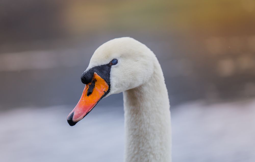 Photograph by Antonia Chi