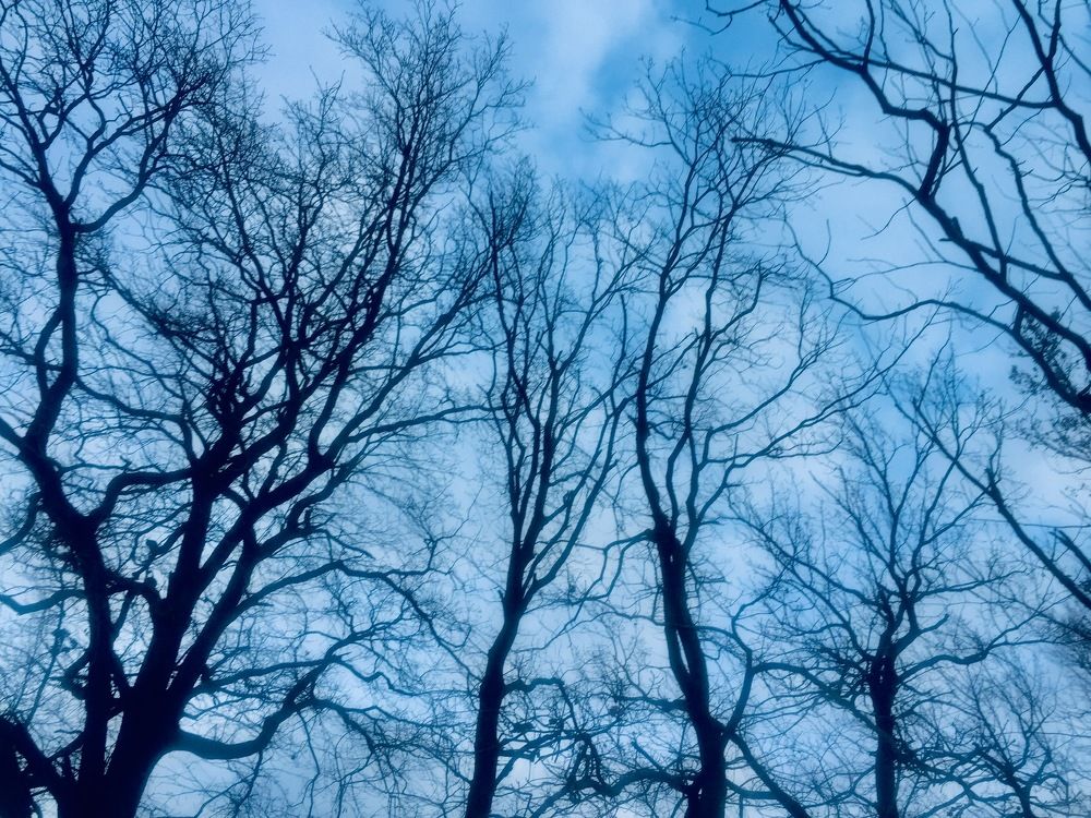 Trees!