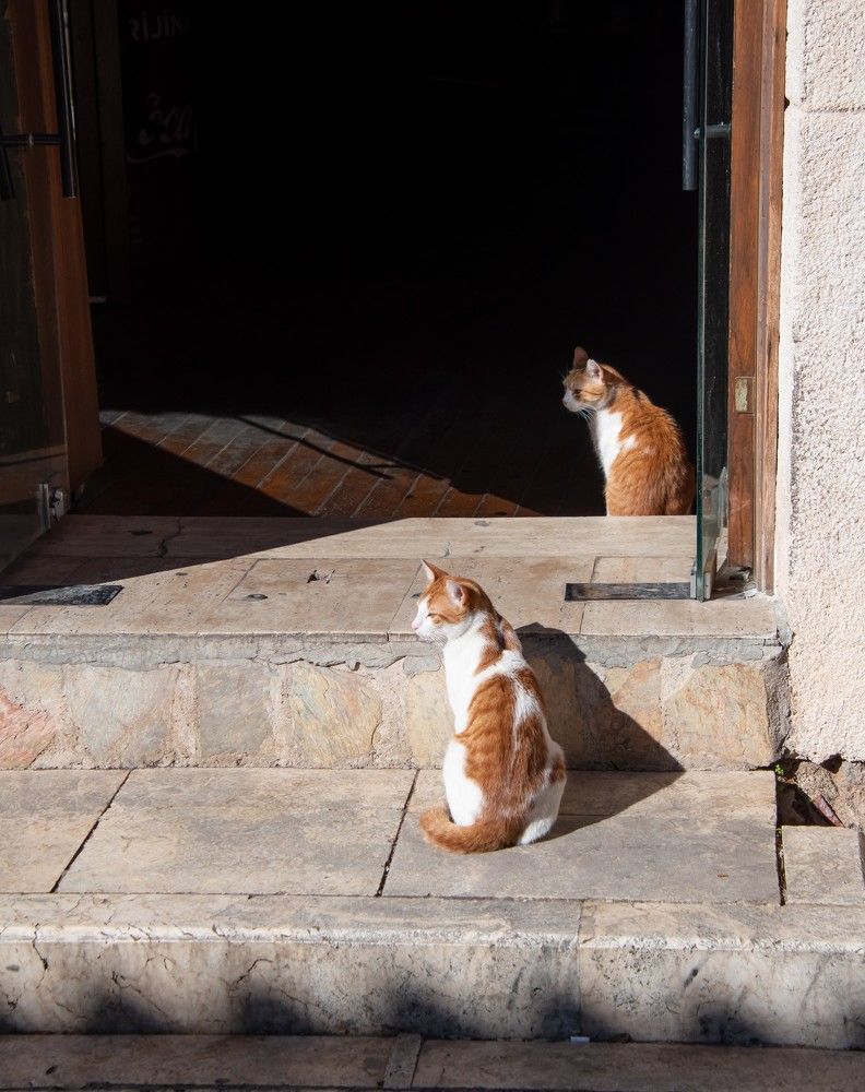 Photograph by Елена Владимировна Локтева