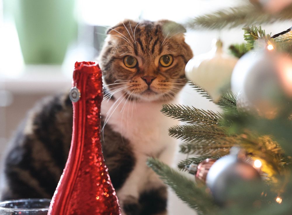 Новогодний Оскар!