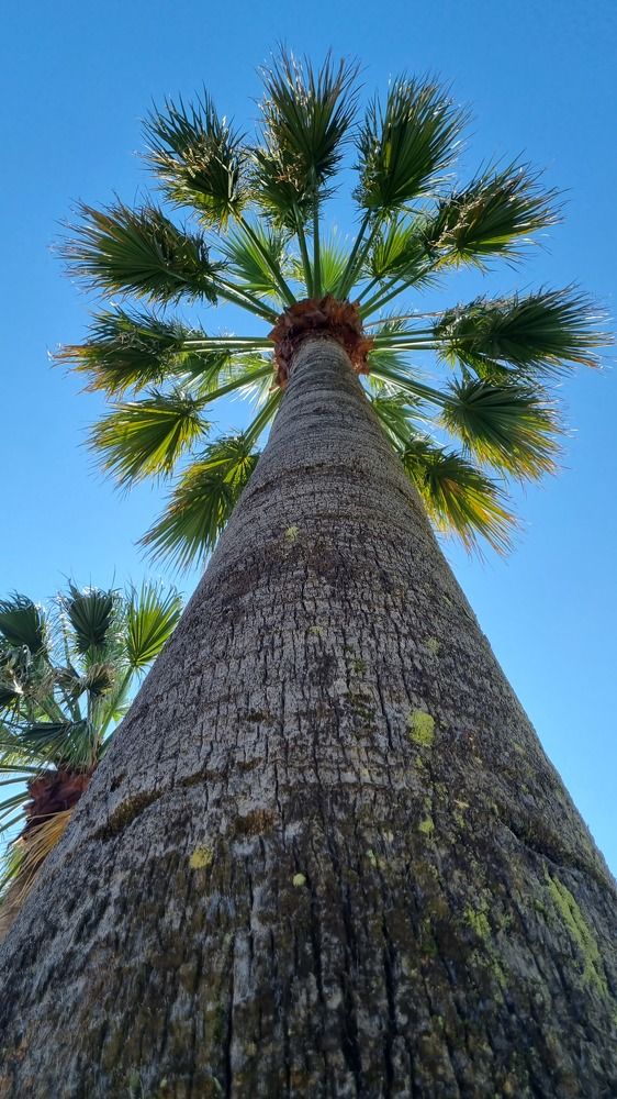 Южная красотка