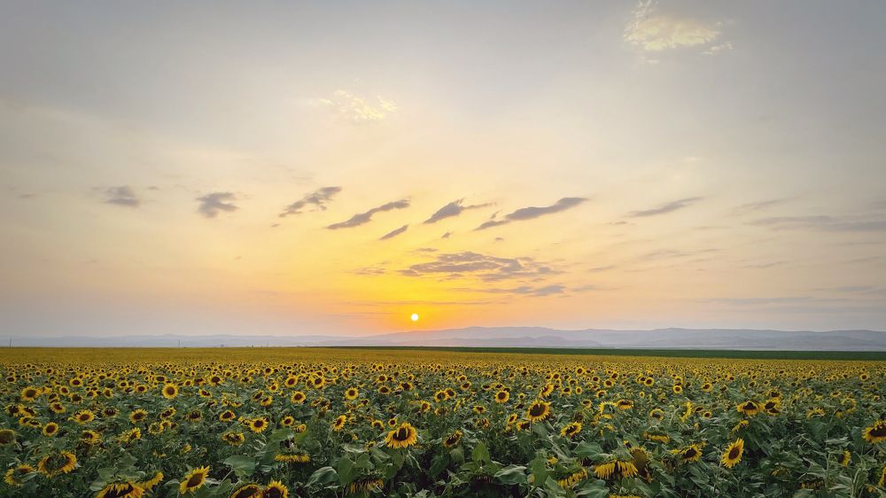 Подсолнухи в Осетии )