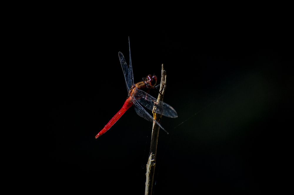Reddish pink Dragonfly
