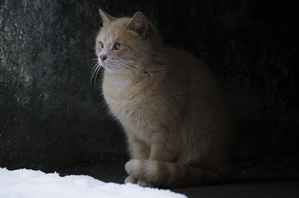 Photograph by Андрей Емельянов