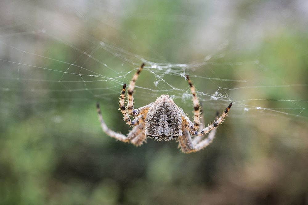 Фотография автора Mahmuod Ahmed