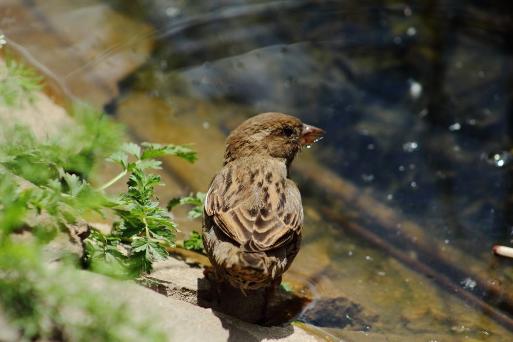 Photograph by Ирина Шибитова