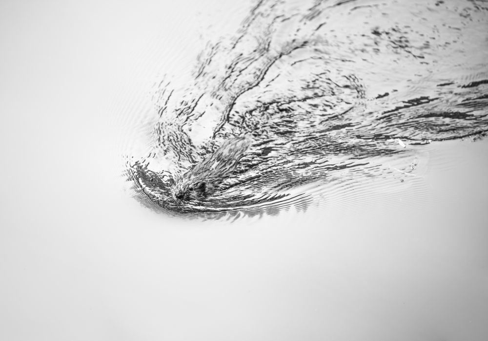 Photograph by Петр Зверев