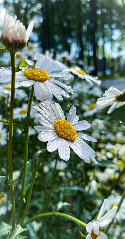 Photograph by Мария Сазонова