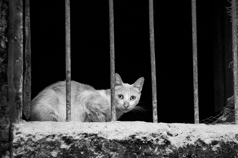 Фотография автора Mahmuod Ahmed