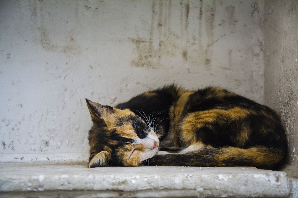 Фотография автора Mahmuod Ahmed