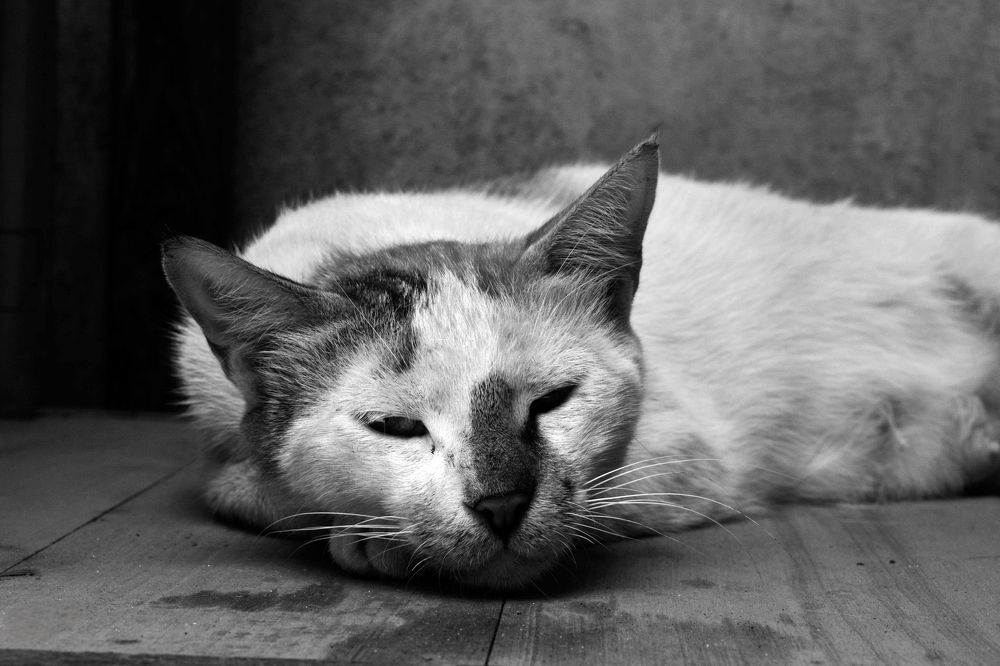 Фотография автора Mahmuod Ahmed