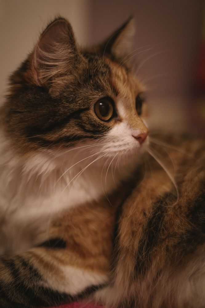 Photograph by Юлия Ткачёва