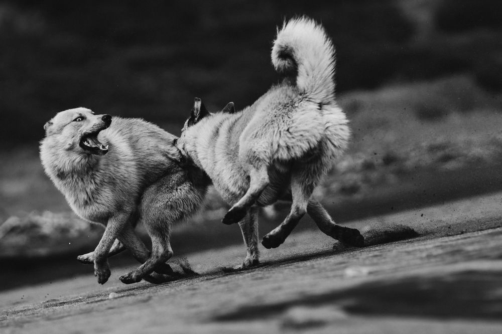 Photograph by Николай Филиппов