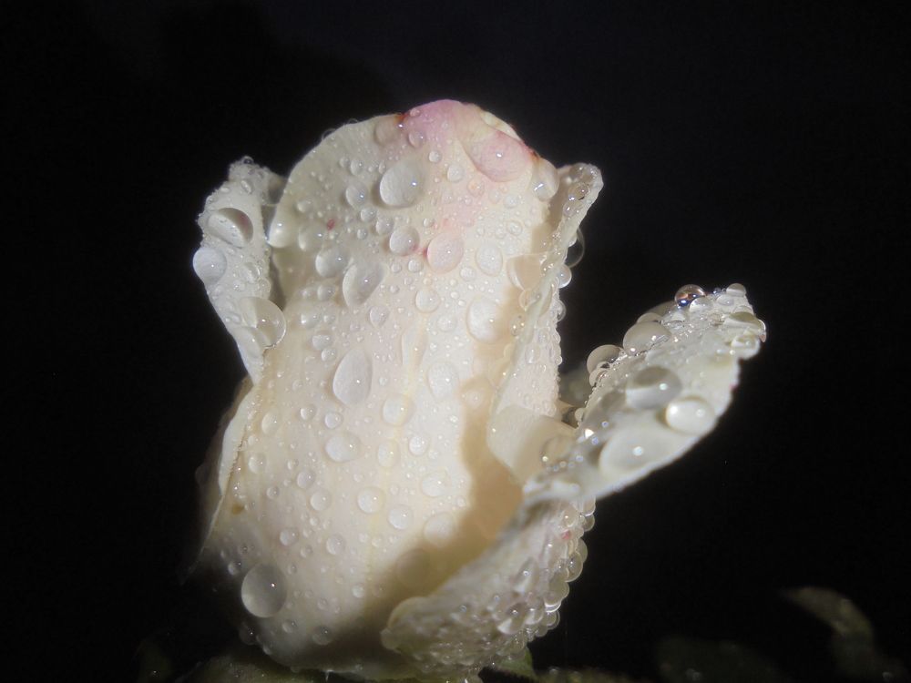 Чёрно-белая классика.