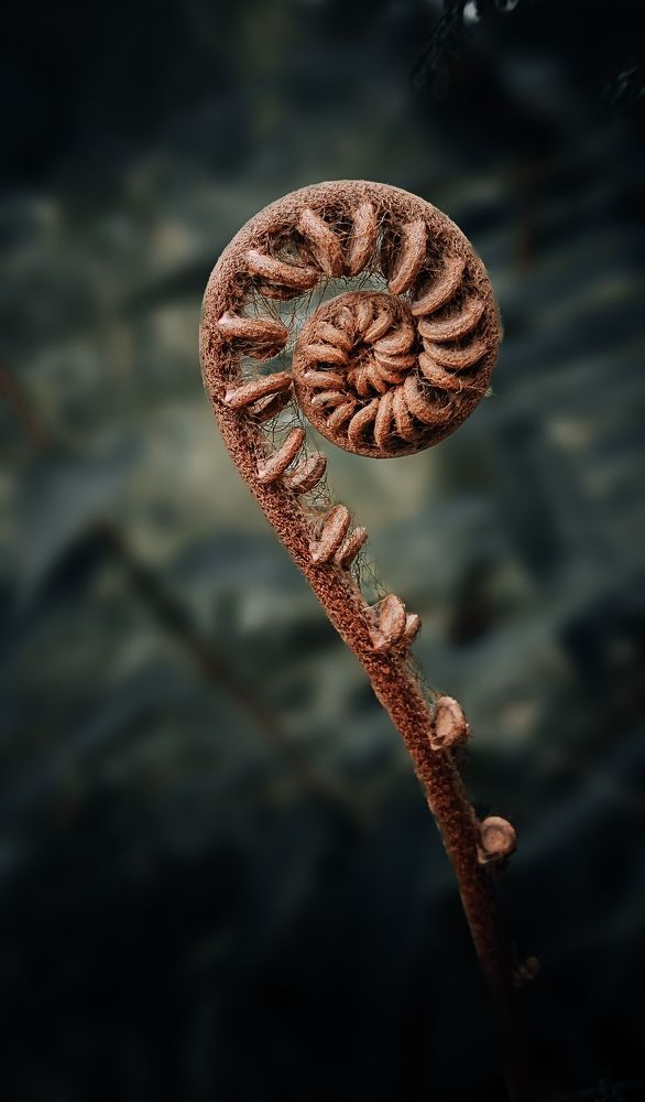 Fiddlehead fern