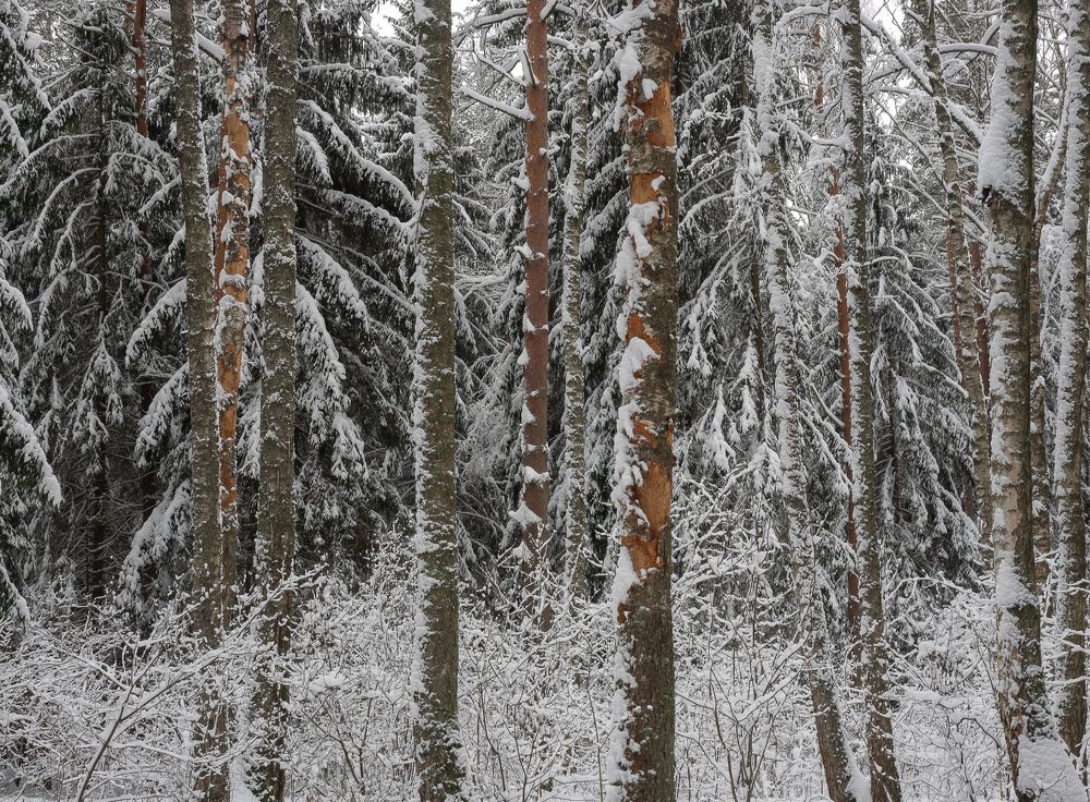 Photograph by Мария Милюхина