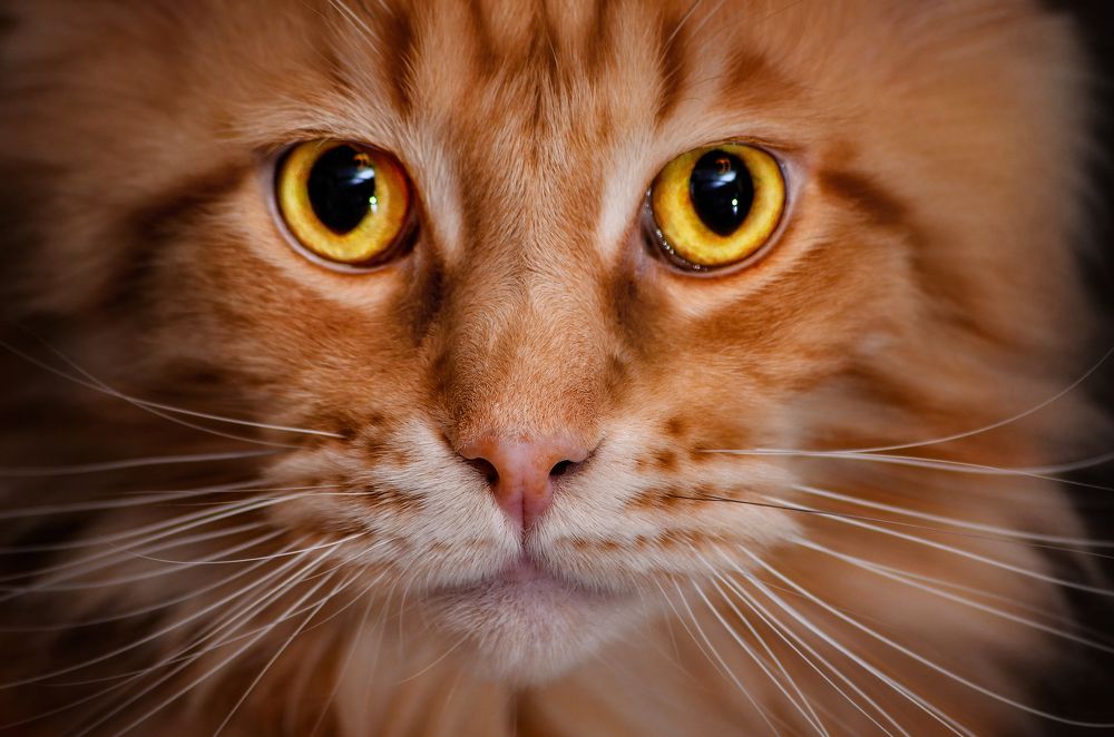 Photograph by Вероника Романенко