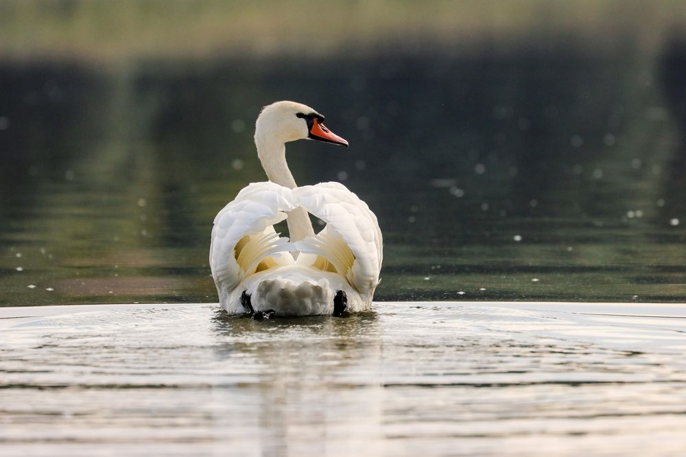 Photograph by Юлия Черкасова