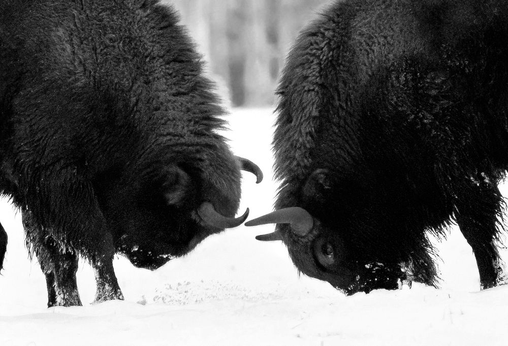 Photograph by Михаил Тиханович