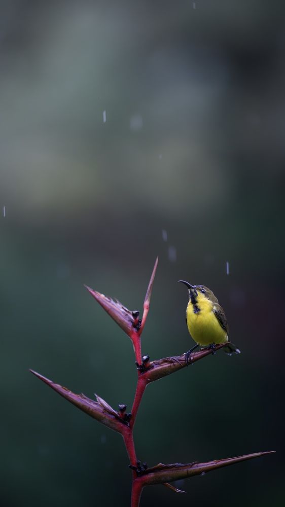 Photograph by Nithil Chakravarthy Thirumurugan