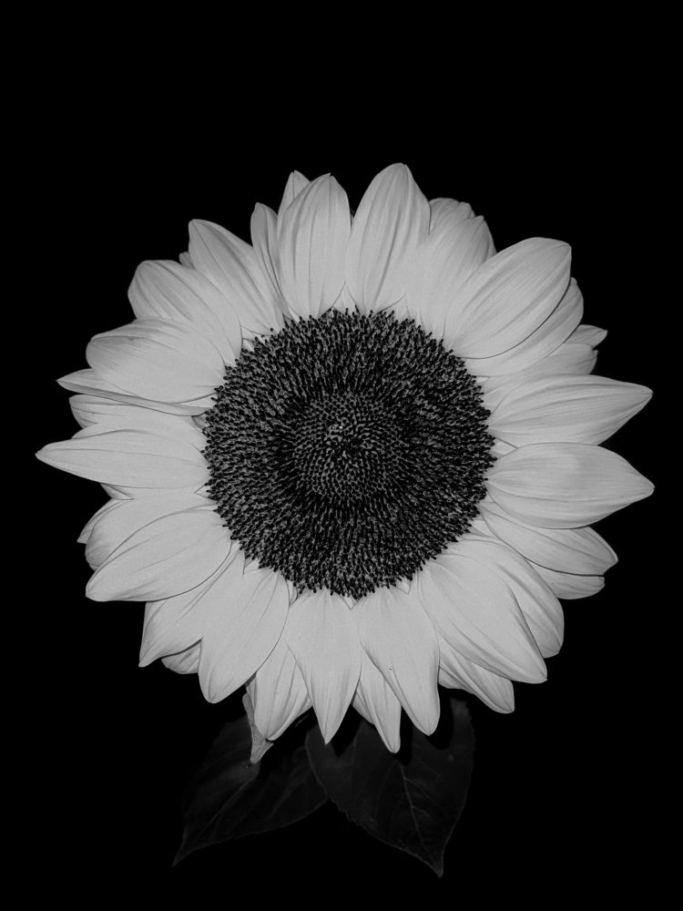 Фотография автора reza ahmadi