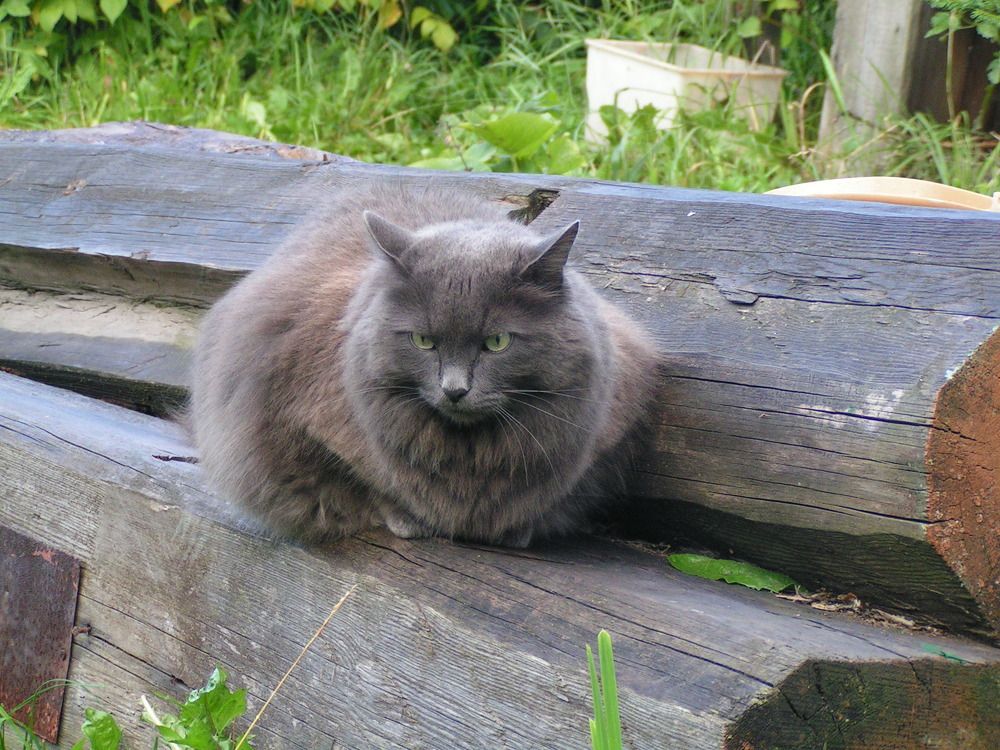 Фотография автора Клавдия Васильева