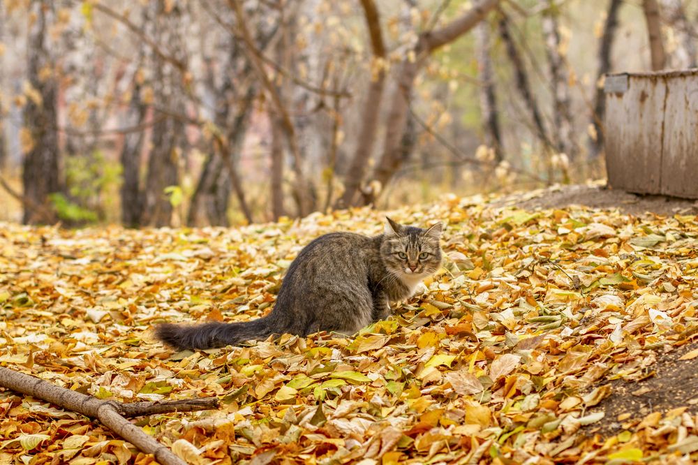 Photograph by Игорь Кутний