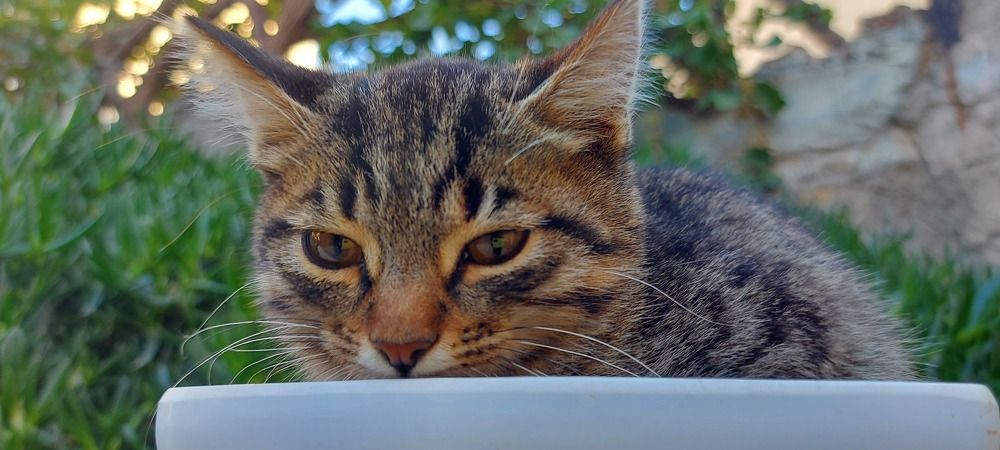 Photograph by Gulustan Aliyeva