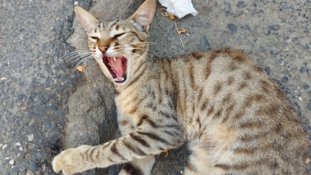 Photograph by Gulustan Aliyeva