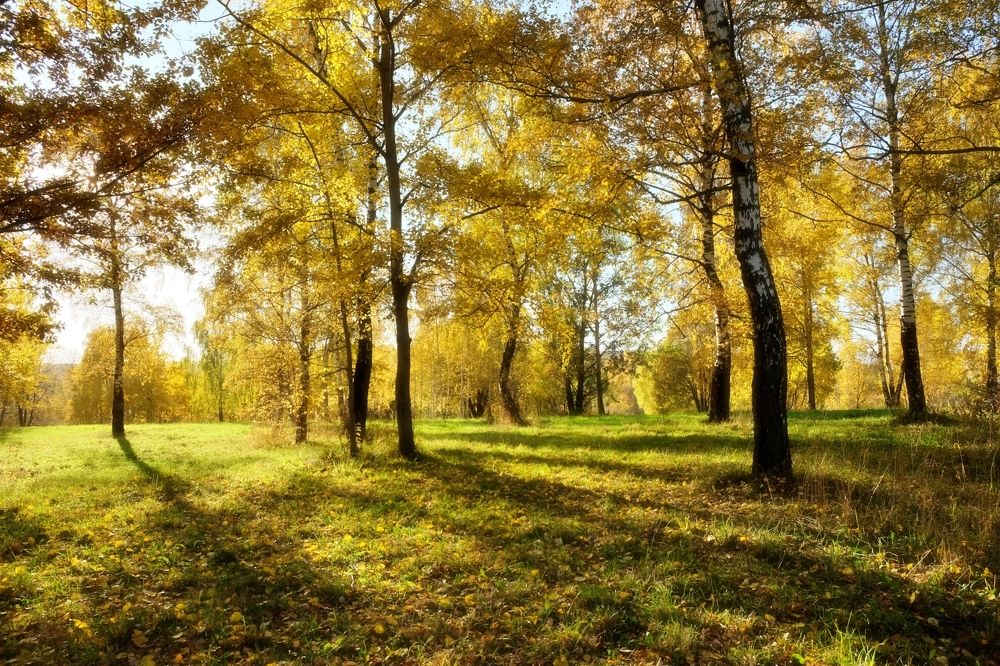 Митинский парк