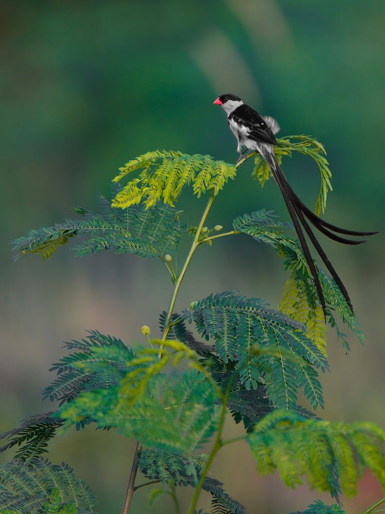 Photograph by Nithil Chakravarthy Thirumurugan