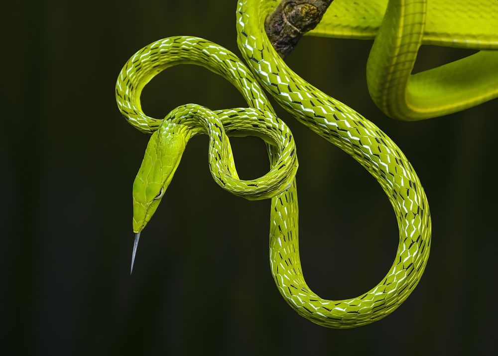 Photograph by Ngọc Trần