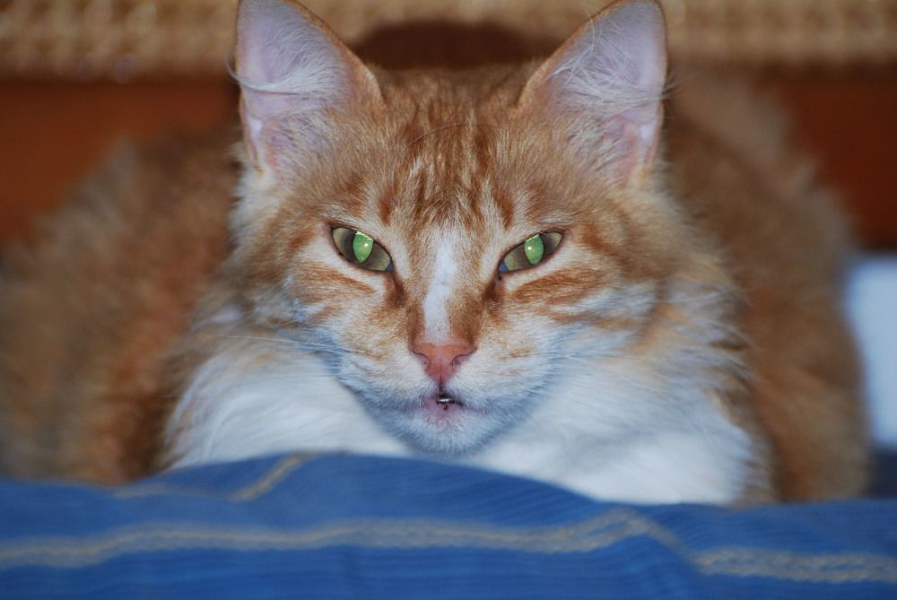 Фотография автора fatma mostaisser