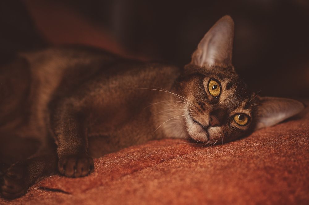 Photograph by Наталья Сиротина