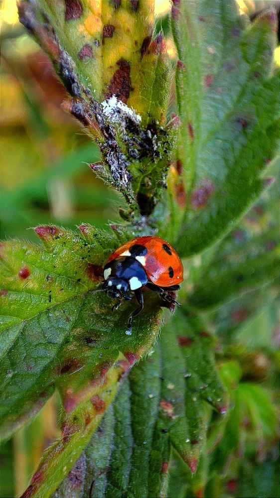 Фотография автора Giorgi chernik
