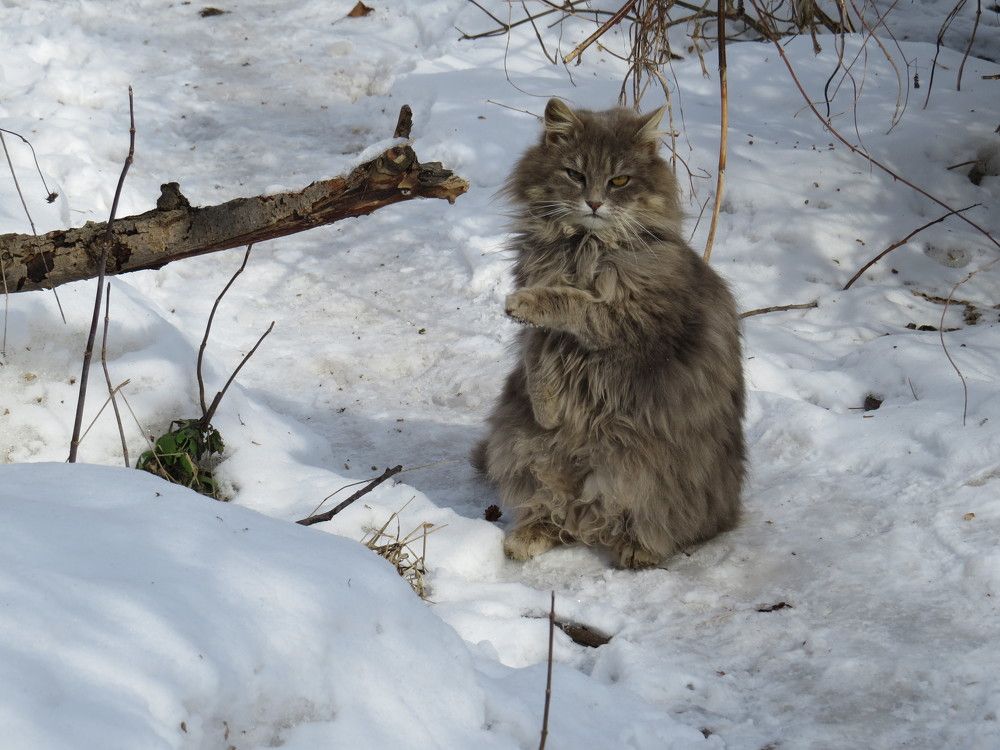 Эй, гражданина! Ты туда не ходи — ты сюда ходи.