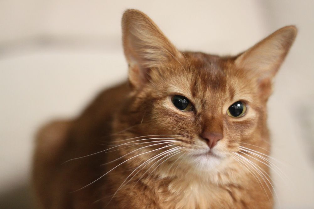 Photograph by Simona Cotticelli