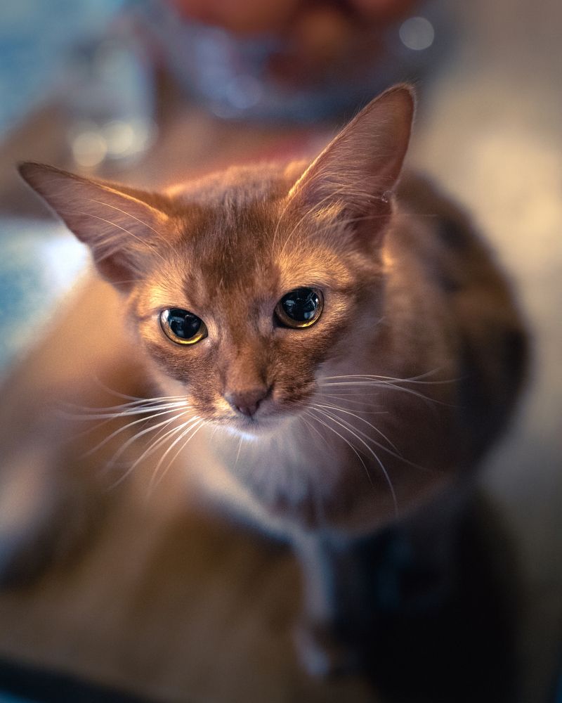 Photograph by Simona Cotticelli