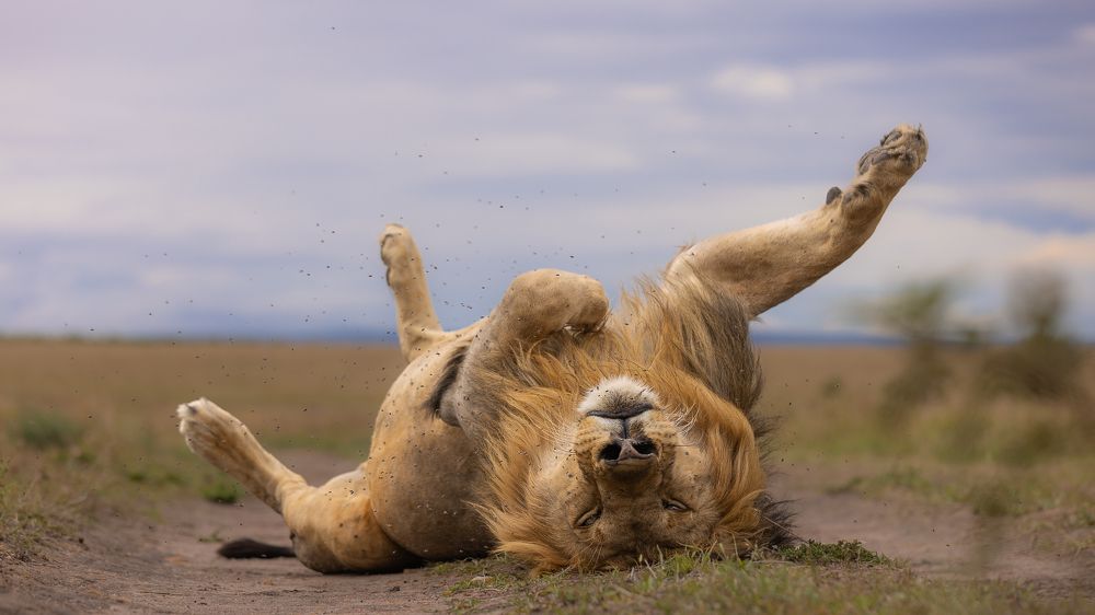 The BEAST in me is sleeping NOT DEAD!