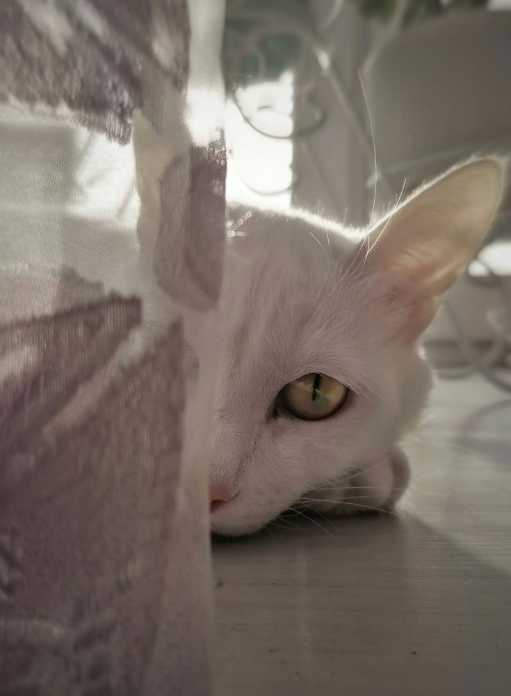 Photograph by Светлана Шелухеева