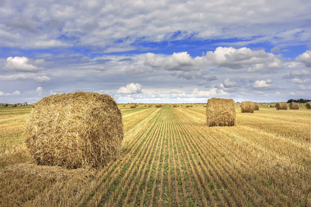 Время урожая.