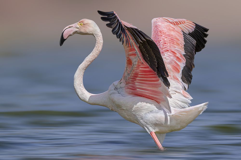 Moment start flamingo.