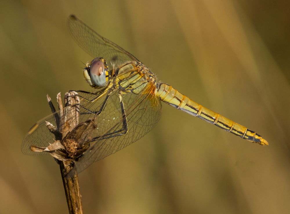 Photograph by Олег Башкуров