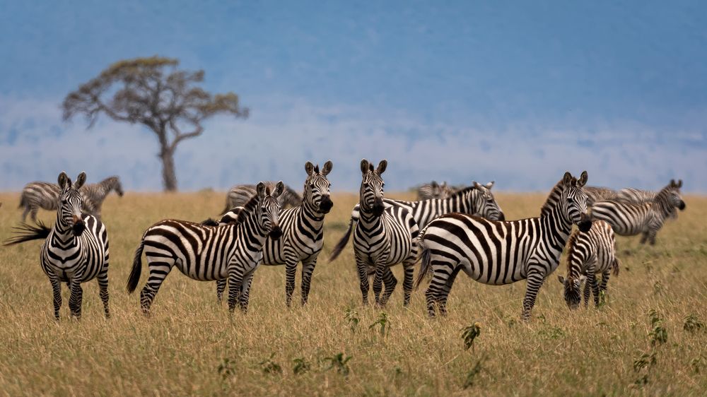 Photograph by Sunil Dhar