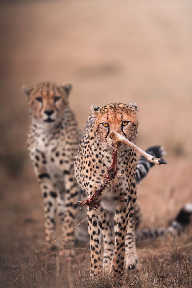 When your sibling steals your meal!