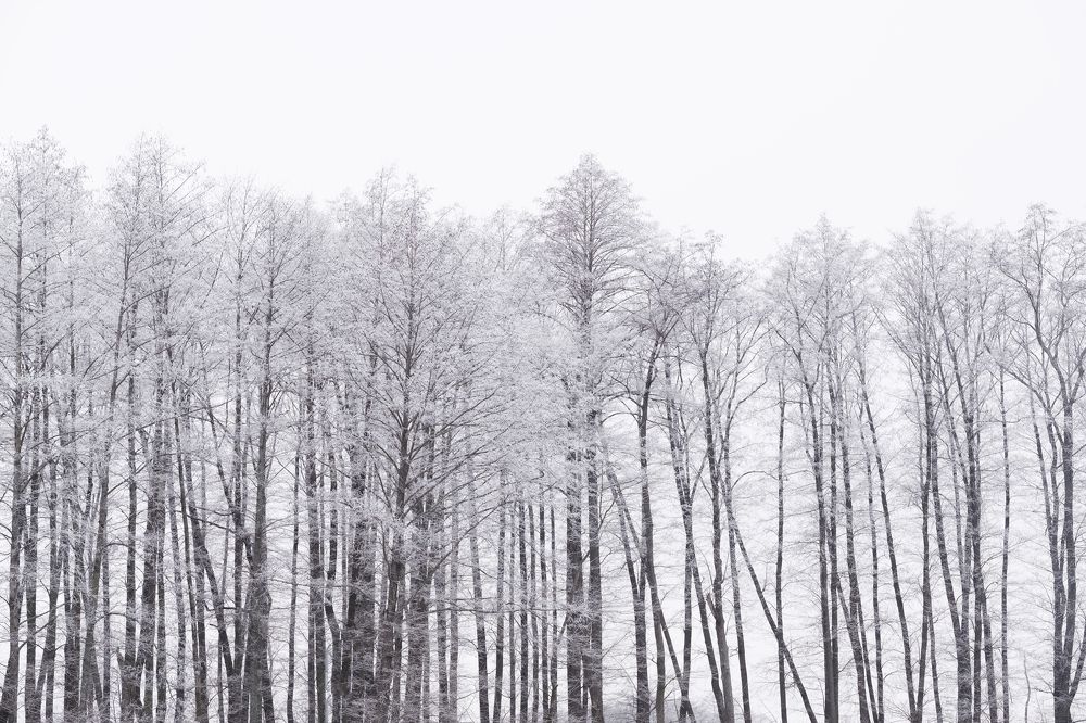 Photograph by Tatyana Baskakova