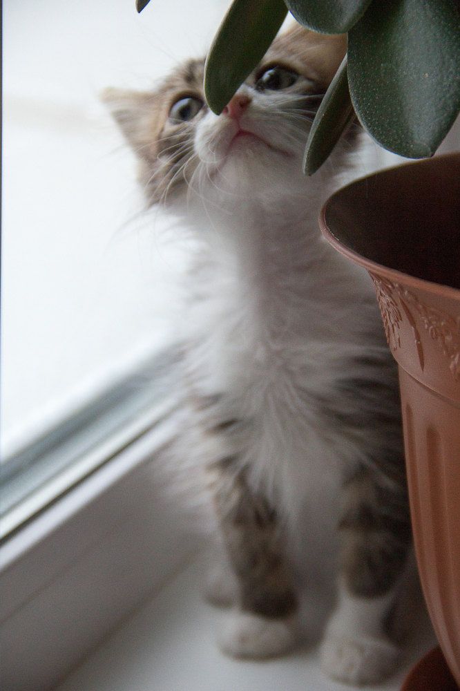 Фотография автора Артём Пышкин