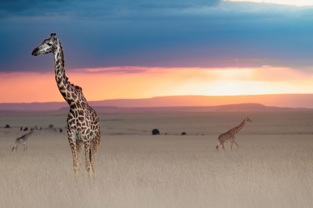 The MAGICAL SUNSET of Maasai Mara