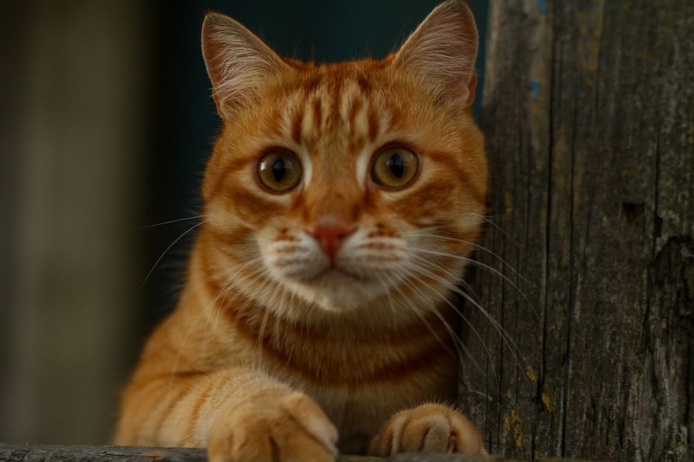 Photograph by Ольга